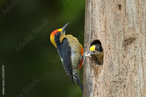 Golden-naped woodpecker, Melanerpes chrysauchen, sitting on tree trink with nesting hole, black and red bird in nature habitat, Corcovado, Costa Rica. Birdwatching, South America. Bird in the green. photo