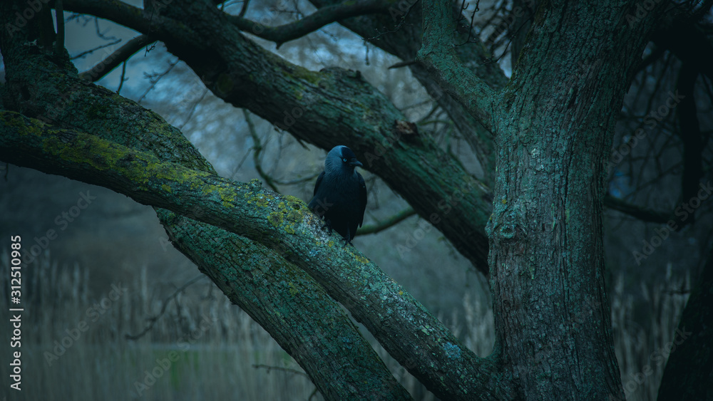 A wester jackdaw sitting lonely on a tree branch during a cold winter day at dusk in a park in Malmö, Sweden A wester jackdaw sitting lonely on a tree branch during a cold winter day at dusk in a park in Malmö, Sweden