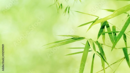 The leaves are not bamboo at all  bright green nature background