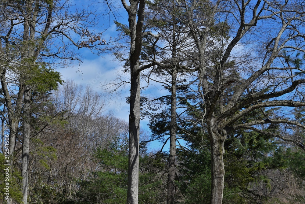 Fototapeta premium trees in the forest