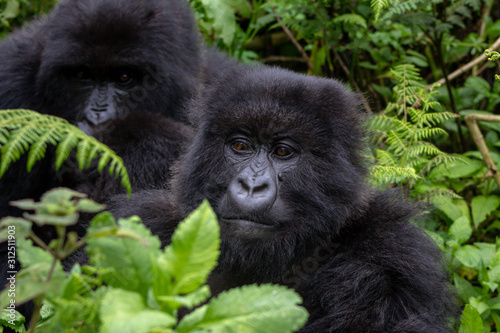 Obraz na plátně A group of mountain gorillas in the Volcanoes National Park, Rwanda