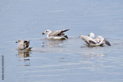 Junge Silbermöwen an der Ostsee im Herbst