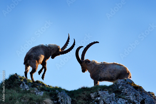 Fototapet Ibex fight on the rock