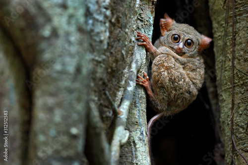 Spectral Tarsier, Tarsius spectrum, portrait of rare nocturnal animal, in the nature habitat, large ficus tree, Tangkoko National Park, Sulawesi, Indonesia, Asia. Wildlife scene from nature. photo