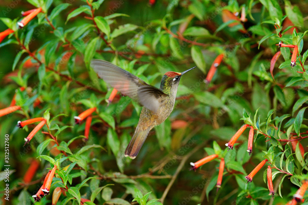 Fototapeta premium Blossomcrown Anthocephala floriceps, hummingbird, in red bloom flower garden, Santa Marta in Colombia. Bird fly in the nature habitat. Wildlife in Colombia, Blossomcrown flight. Red and green.