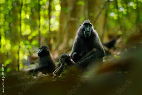 Photography Monkey in dark forest