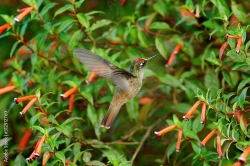 Blossomcrown Anthocephala floriceps, hummingbird, in red bloom flower garden, Santa Marta in Colombia. Bird fly in the nature habitat. Wildlife in Colombia, Blossomcrown flight. Red and green. photo