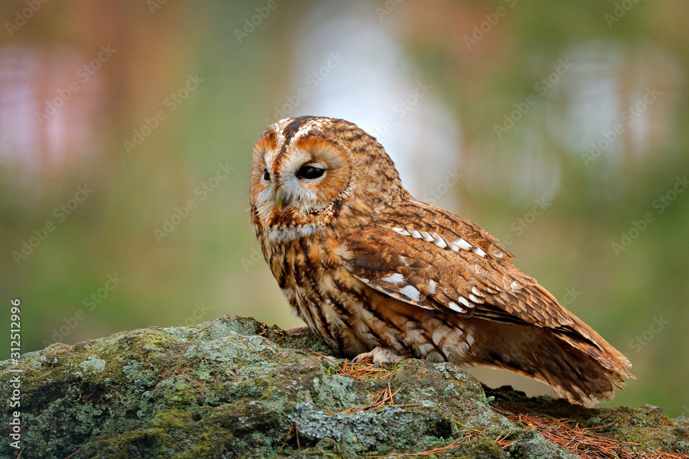 Naklejka premium Tawny owl sitting on the stone n forest. Clear green background. Beautiful animal in the nature. Bird in the Sweden forest. Wildlife scene from dark spruce tree. Mystic bird in habitat.
