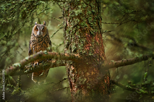 Owl in the forest habitat. Long-eared Owl sitting on the branch in the fallen larch forest during autumn. Beautiful lichen tree with owl, Slovakia. Autumn wildlife.