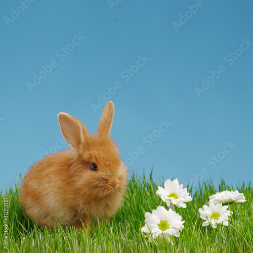 Little rabbit and easter eggs in green grass with blue sky. Easter holiday concept.