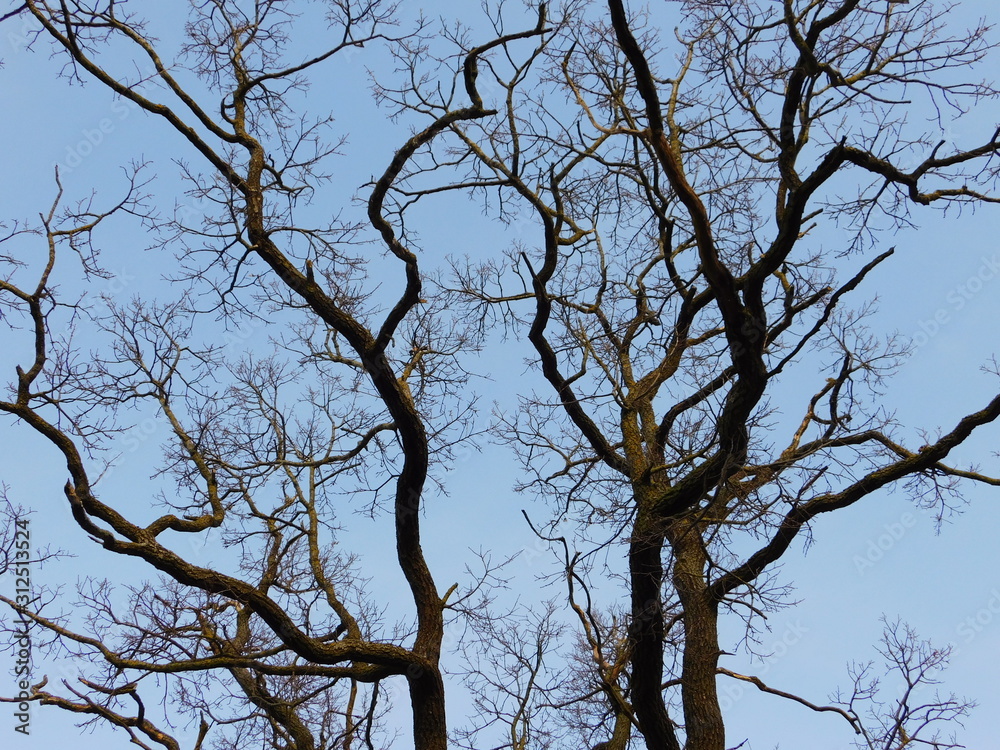 Baumkrone ohne Blätter vor azurblauem Himmel Baumkrone ohne Blätter vor azurblauem Himmel