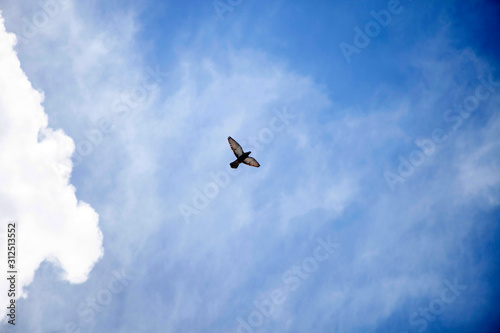 dove flying in cloudy sky