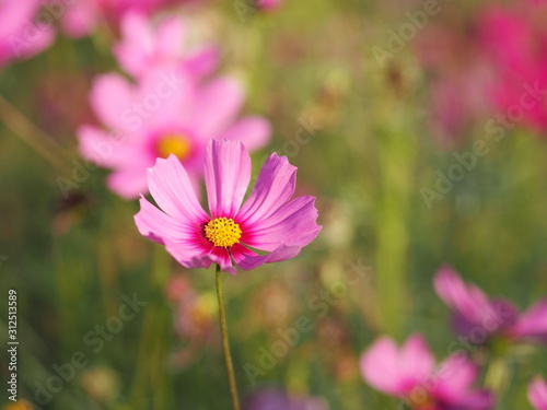 Cosmos flower in garden  pink color on blurred of nature background