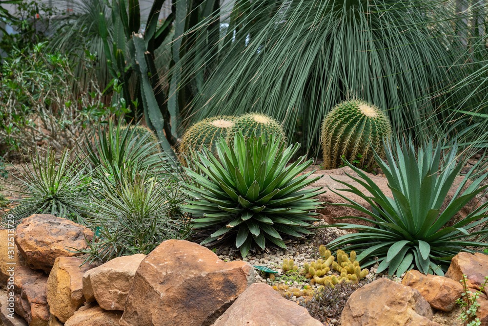Fototapeta premium Various types of Cactus in the glass house