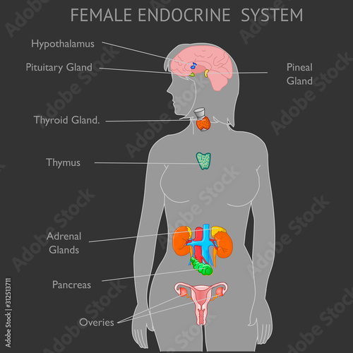 Female Endocrine system parts anatomy. Woman gray silhouette. Explanation Thyroid Parathyroids Adrenals Pineal Hypothalamus Pituitary Gland Reproductive organs Ovaries  Pankreas Black back Vector