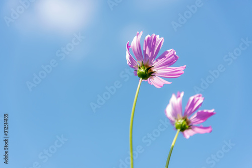 Flowers Cosmos in the meadow  blue sky background. soft and select focus