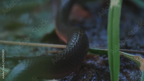 Brown Water Snake photo