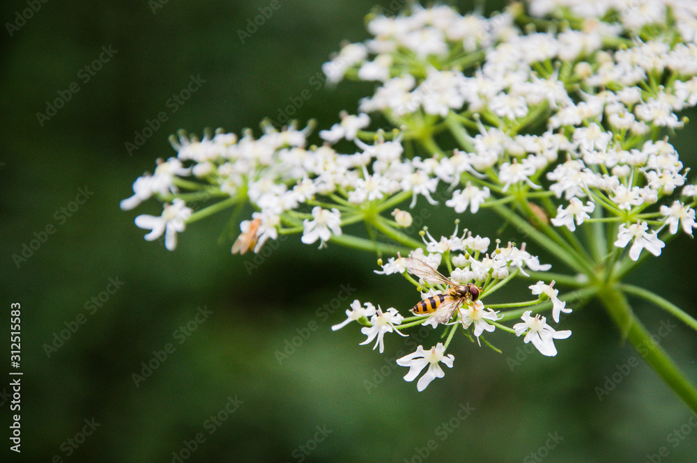 Fly in the sun on a flower (2)