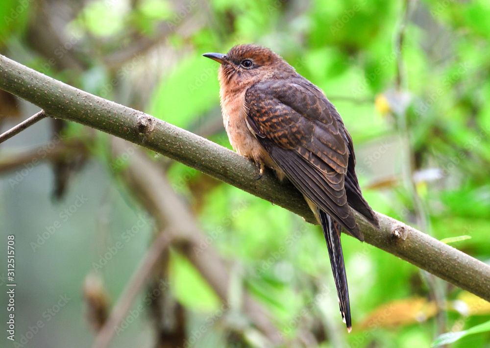 Plaintive Cuckoo is sitting o the tree branch Plaintive Cuckoo is sitting o the tree branch