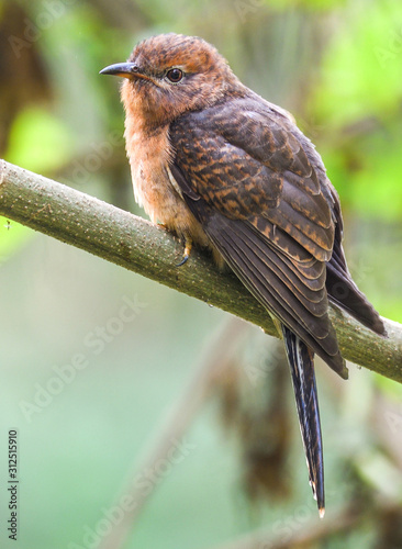 Plaintive Cuckoo is sitting o the tree branch