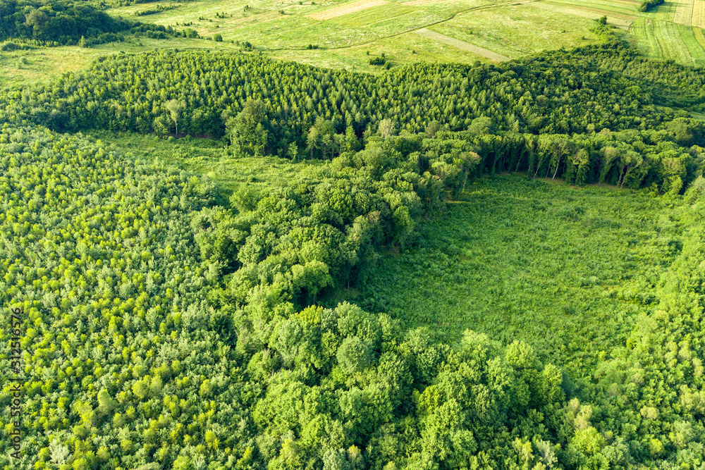 Top down aerial view of green summer forest with large area of cut down trees as result of global deforestation industry. Harmful human influence on world ecology.