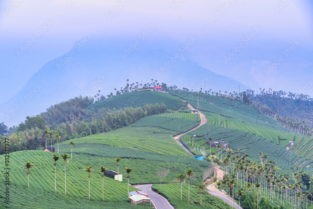 Fototapeta premium Beautiful green tea crop garden rows scene with blue sky and cloud, design concept for the fresh tea product background, copy space.