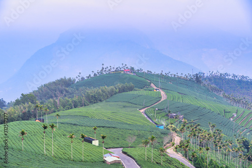 Beautiful green tea crop garden rows scene with blue sky and cloud  design concept for the fresh tea product background  copy space.