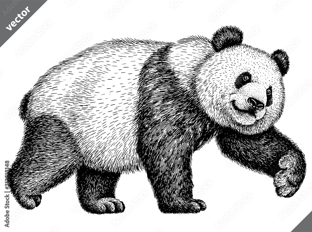 black and white engrave isolated panda vector illustration Stock Vector ...