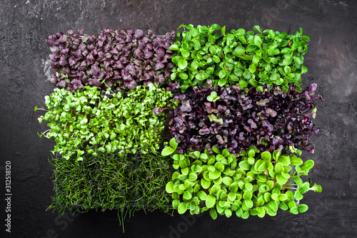 Fresh Japanese sakura garden cress germ bud mix as top view on a black board with copy space