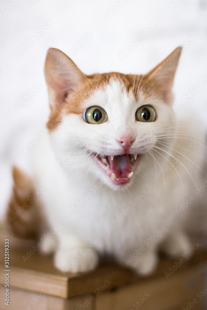 Portrait of a red-white young cat who loudly sings a song