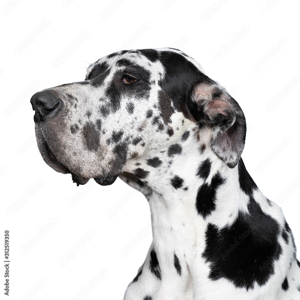 Portrait of the head of a Great Dane Dog or German Dog, the largest dog  breed in the world, Harlequin fur, white with black spots, sitting isolated  in white background Photos