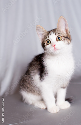 A small white-striped kitten sits on a gray background and looks into the distance with curiosity.