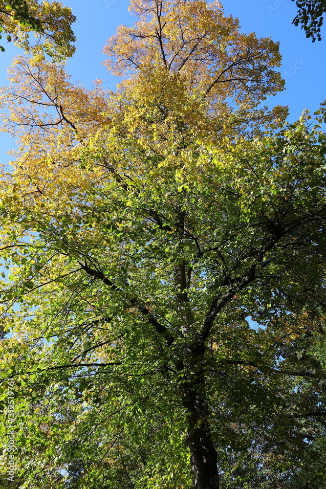 Fototapeta premium Laubbaum, Baum, Herbst