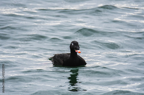 A view of a White-winged Scoter swimming  in the sea. White Rock    BC Canada    November 28th 2019 photo