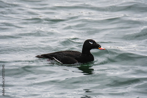 A view of a White-winged Scoter swimming  in the sea. White Rock    BC Canada    November 28th 2019 © haseg77
