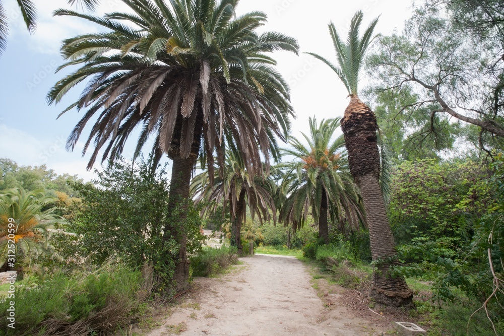 Dirt road between date palm trees; Tunis; Tunisia Dirt road between date palm trees; Tunis; Tunisia
