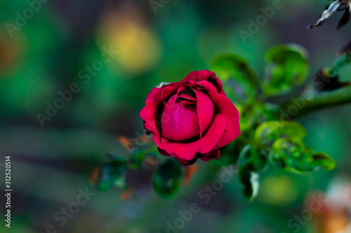 angle shot close up of beautiful red rose spotted in the garden. valentine s day concept