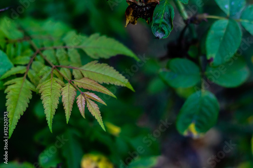 beautiful green diplazium esculentum leaves with wild plant on dark background. fresh morning conceot photo