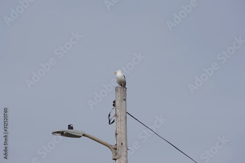 Seagull sitting on a street lamp post on a California winter day at the coast