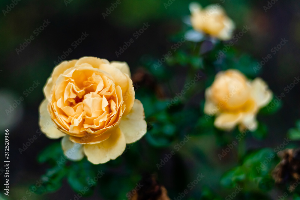 beautiful rose in front of blurry roses with leaves. fresh concept