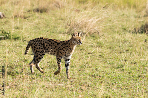 A female serval cat walking in the grasslands of Masai Mara National Reserve during a wildlife safari