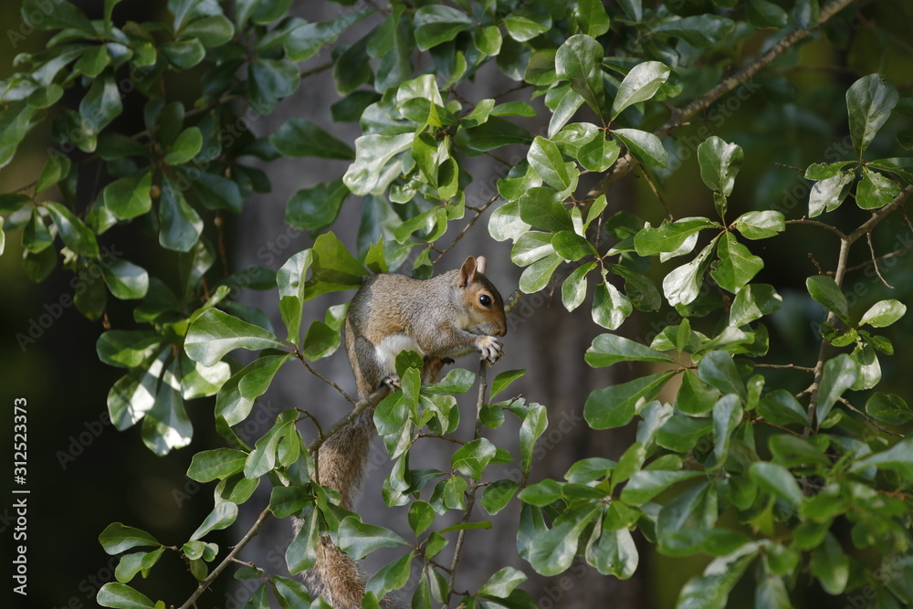 Obraz premium squirrel on tree