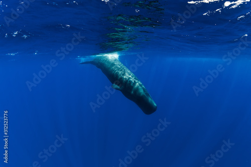 Sperm whale dive underwater blue ocean in Mauritius. © artifirsov