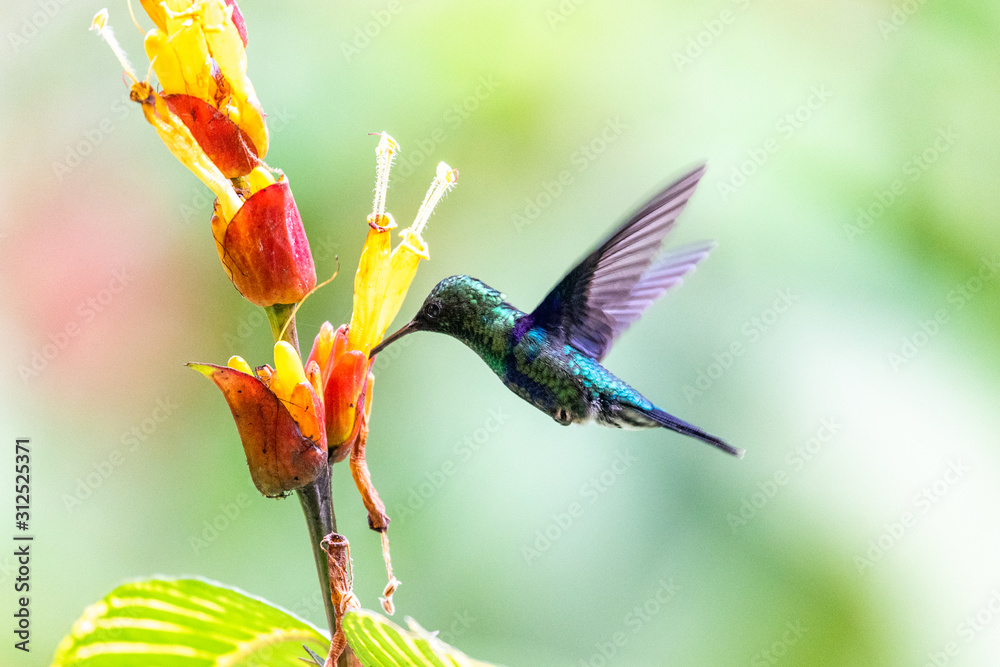 Fototapeta premium Blue hummingbird Violet Sabrewing flying next to beautiful red flower. Tinny bird fly in jungle. Wildlife in tropic Costa Rica. Two bird sucking nectar from bloom in the forest. Bird behaviour