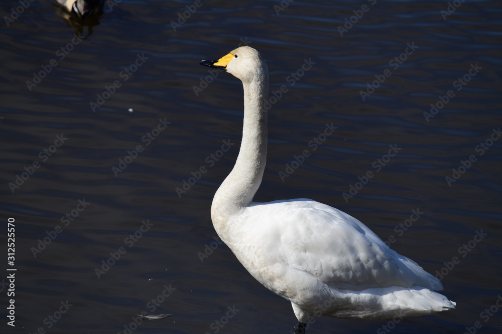 Fototapeta premium 黒いしるしは、彼か彼女の個性、世界のどこかで君に気づく。オオハクチョウ成鳥。黄色い嘴に黒い特徴的模様