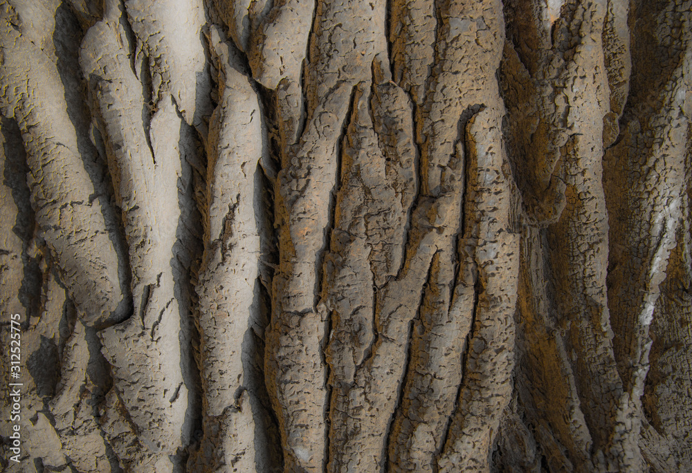fragment of tree bark structure for background and design