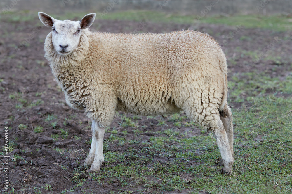 Fototapeta premium Flemish white sheep ewe in the meadow