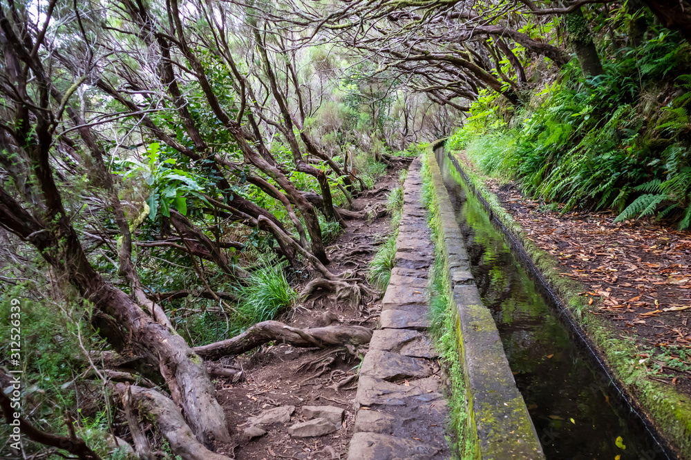 Levada moss covered hiking trail through dense forest. Madeira Island, Portugal Levada moss covered hiking trail through dense forest. Madeira Island, Portugal