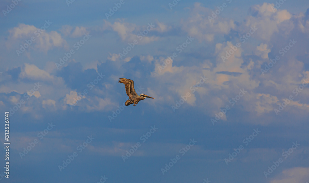 Flying Pelican bird watching for fish at shore of Gulf of Mexico in Florida in spring Flying Pelican bird watching for fish at shore of Gulf of Mexico in Florida in spring