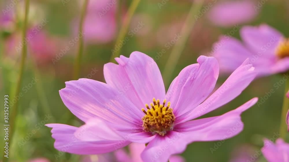 Some beautiful flowers in a big flower. Some beautiful flowers in a big flower.